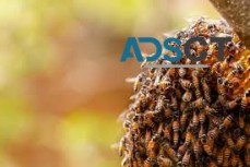 Bee Control Adelaide