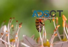 Bee Control Adelaide