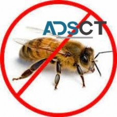 Bee Control Adelaide