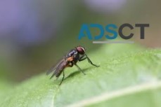 Flies Removal Sydney