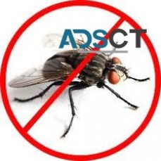 Flies Removal Sydney