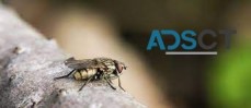 Flies Removal Sydney