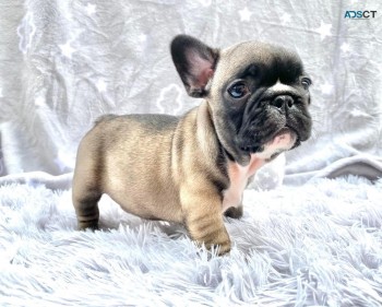 Adorable French bulldog puppies for sale