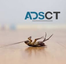 Cockroach Control in Hobart