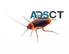 Cockroach Control in Hobart