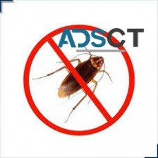 Cockroach Control in Hobart