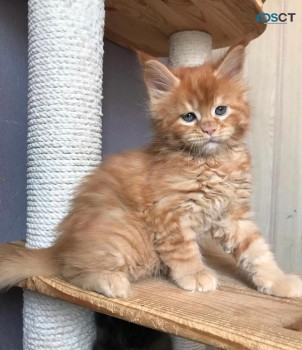 Maine coon Kittens for sale