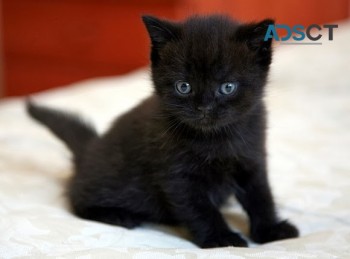 Bombay Kittens For Sale