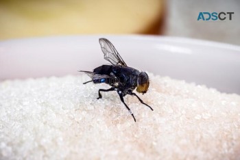 Flies control Adelaide