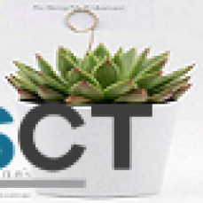Buy Succulent Plants Online 