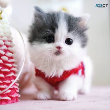 Munchkin Kittens for sale