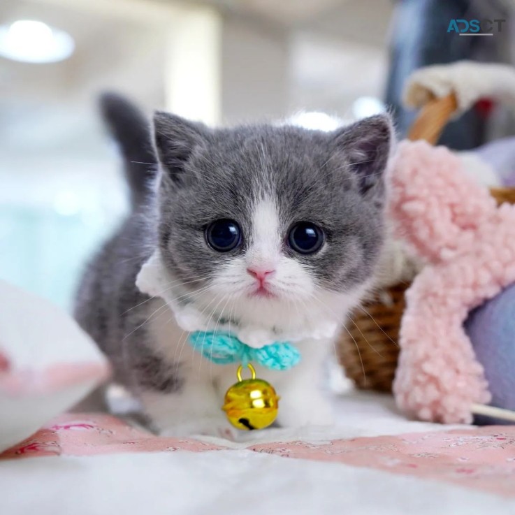 Munchkin Kittens for sale