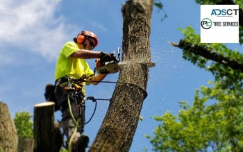 Tree Removal Services in Melbourne