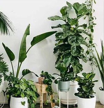 Bonnyrigg Garden Centre