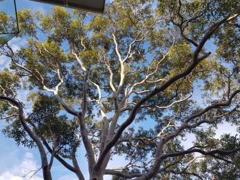 Sydney Landscape Consultants