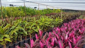Big Leaf Wholesale Nurseries