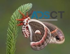 Moth Treatment Service Adelaide