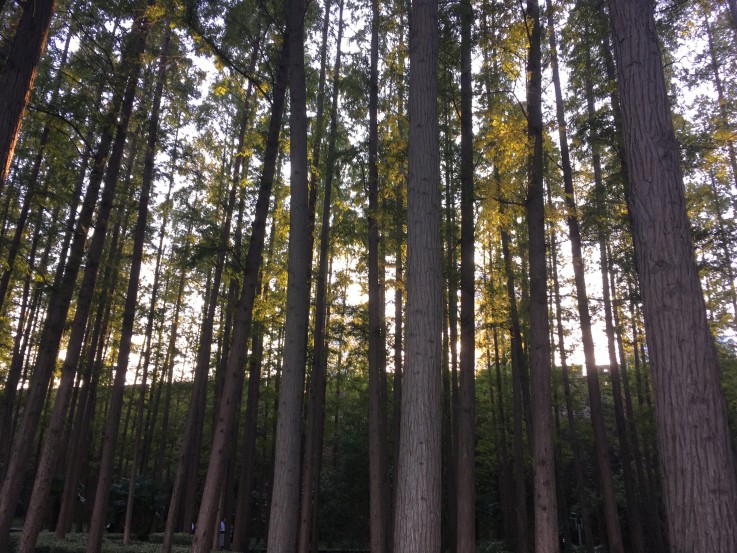 Chinese Health Institute