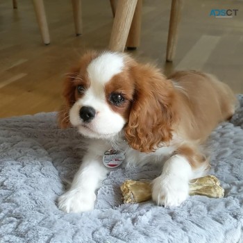 Cavalier king Charles puppies for sale 