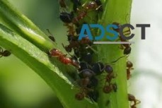 Ant Control Adelaide