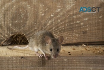 Professional Rodent Control Adelaide
