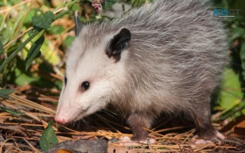 Possum Pest Control Perth