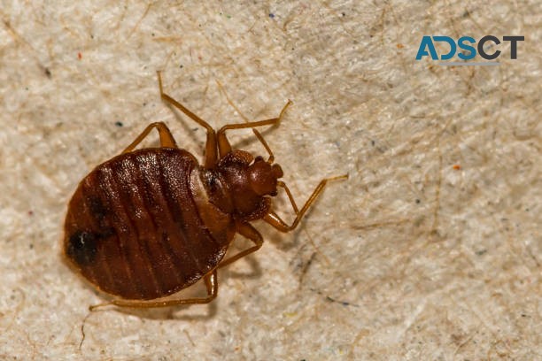 Perth Bed Bug Control