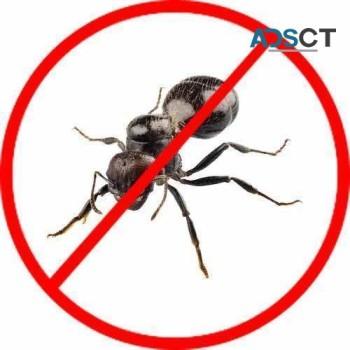 Ant Control Perth