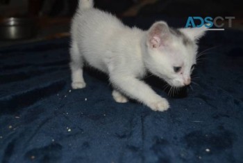 Beautiful white Kitten (Roxxie)