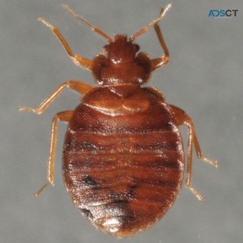 Bed Bugs Control Adelaide