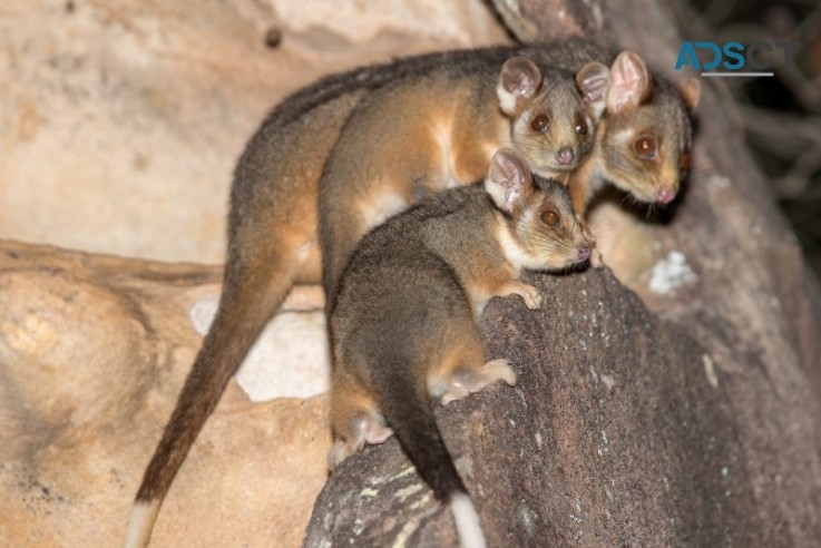 Possum Pest Control Adelaide