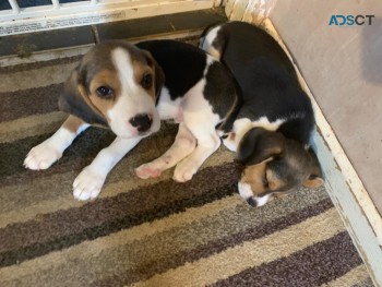 Beautiful Beagle puppies