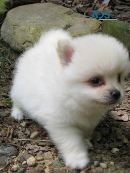 Beautiful Pure breed  Imperial pom