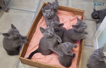 Pure Russian Blue Kittens Available