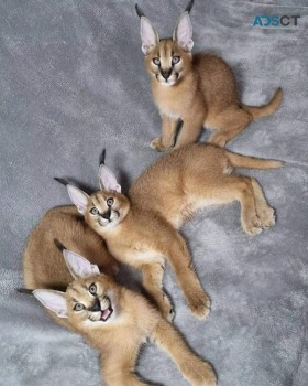registered caracal kitten available