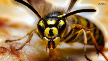 Wasp Removal Perth