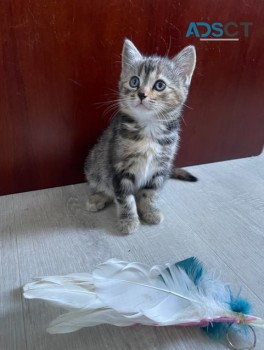 Adorable kitten ready to be loved