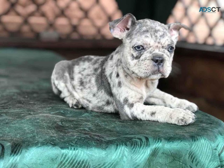 cute celebrity pups for sale