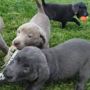 Labrador puppies for your home