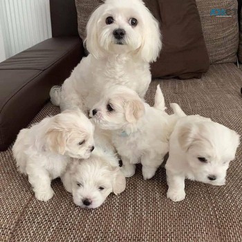 4 maltese puppies for good homes