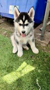 PUREBREED HUSKY PUPPIES FOR SALE.