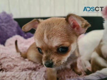 Chihuahua puppies ready to go now