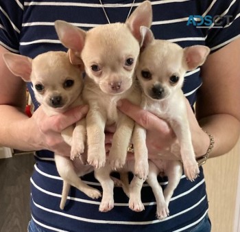 Adorable chihuahua puppies for sale
