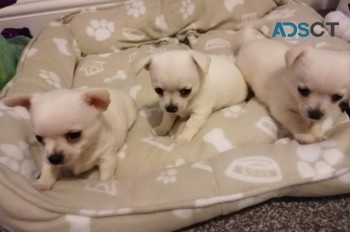 Beautiful chihuahua puppies for sale