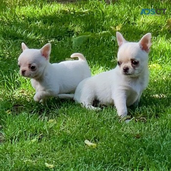 Lovely chihuahua puppies for sale