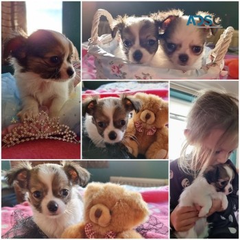 Stunning chihuahua puppies for sale