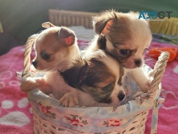 Outstanding chihuahua puppies for sale