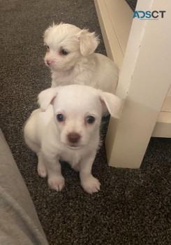 Lovely chihuahua puppies seeking homes