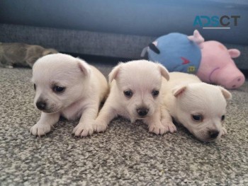 Chihuahua puppies seeking homes