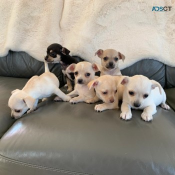 Amazing chihuahua puppies for sale